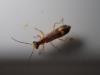 Malthinus sp.